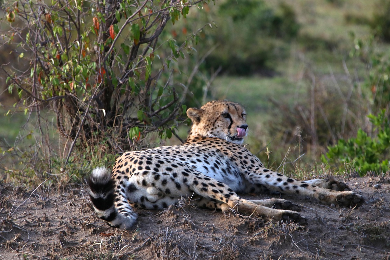 4 day photographic safari in serengeti